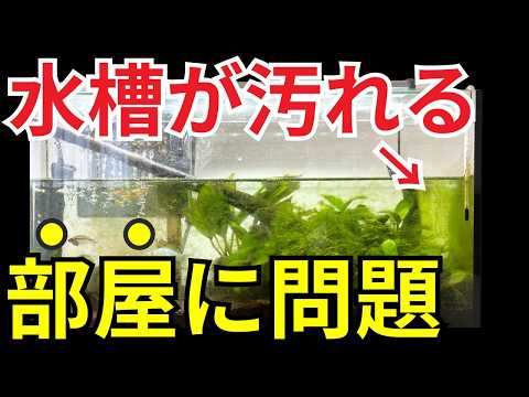 水槽のコケが消えない原因、実はこれが大きな要因です