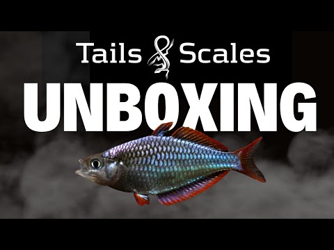 Tails & Scales Fish Unboxing Plecos, Bettas, Loach Our first YouTube video is out now and we hope to make this a regular thing!
 
Tails & Scales is a s