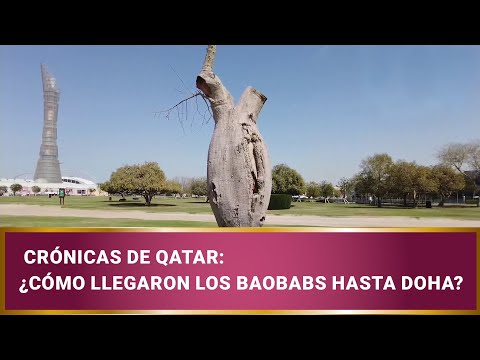 Crónicas de Qatar: ¿Cómo llegaron los baobabs hasta Doha?