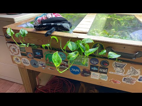 You gotta see this. Indoor pond plants gone wild 