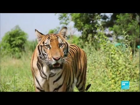 Thaïlande : le danger de l'exploitation touristique des tigres • FRANCE 24