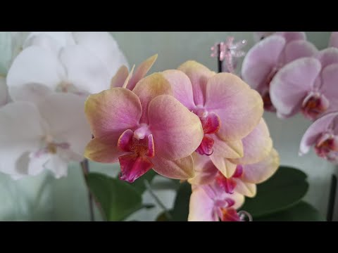 ОРХИДЕИ: Крупноцветы и самый маленький! Цветение Фаленопсисов часть 2 / 27.02.2026г.