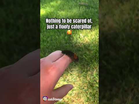 Ever seen a woolly bear before? #insects #woollybear #coolinsects