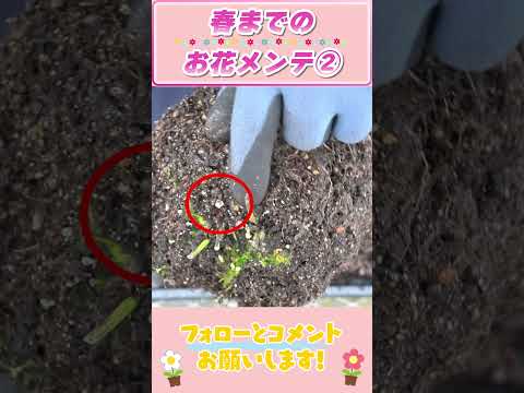 冬から春の花のメンテナンス②　ｂｙ園芸チャンネル 772 園芸 ガーデニング 初心者