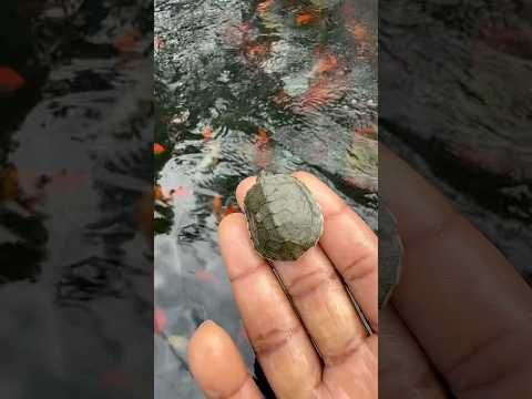 Esta vez salieron más después de la lluvia