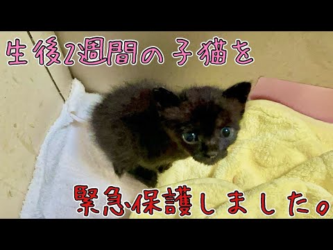 【生後2週間の子猫】を緊急保護しました