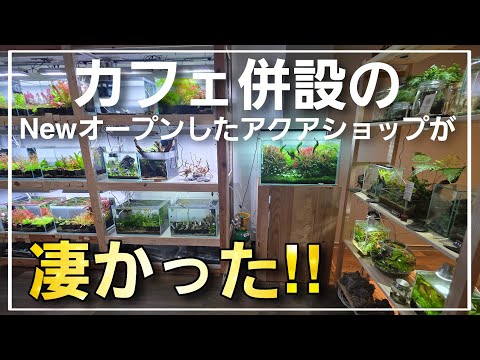 カフェ併設のNewオープンのアクアショップが凄かった‼　アクアプランツガーデンロータスさん　aquarium　アクアリウム　熱帯植物　熱帯魚　水草　流木　メダカ