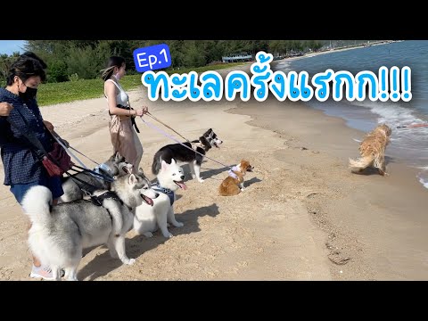 EP.70-เด็กๆไปทะเลครั้งแรกจะเป็ EP.70-เด็กๆไปทะเลครั้งแรกจะเป็