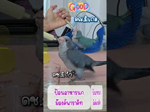 นกแก้วม๊องค์พาราคีทนกแก้วพูด