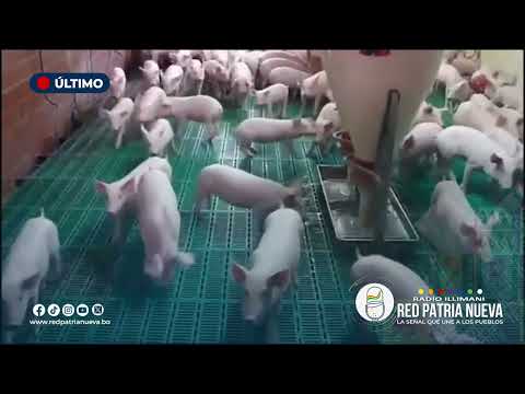 Porcinocultores exportarán más de mil toneladas de carne tras confirmar ausencia de fiebre porcina
