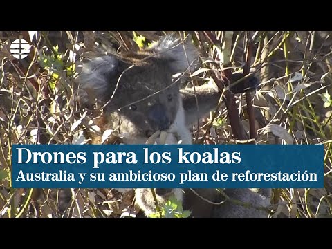 Drones para recuperar el hábitat de los koalas en Australia