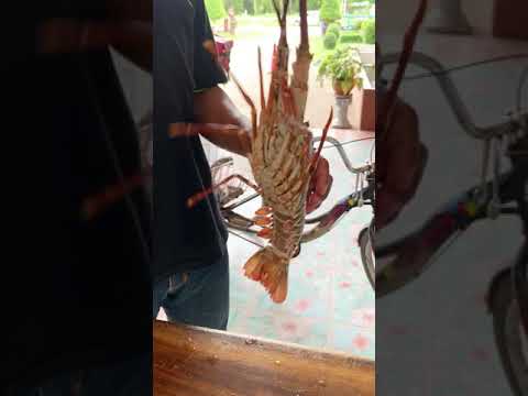 กุ้งมังกรเผาอ.กุ้งเผาอุดรธาน