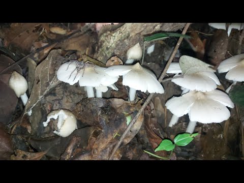 เห็ดปลวกตาบ!!เก็บกลางคืนมีแต่