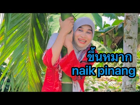 ขึ้นหมากnaikpinang