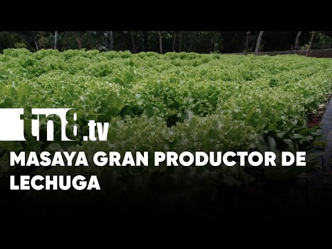 Lechuga una alternativa que crece en los agricultores de Masaya - Nicaragua