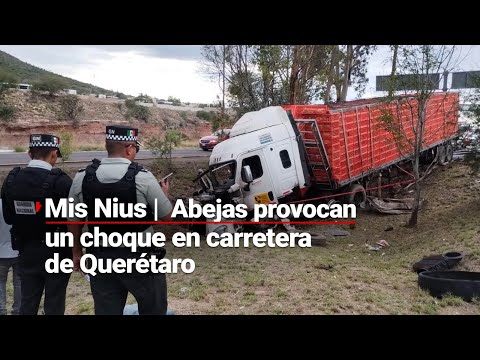 #MisNius | Abejas provocan un choque mortal en la carretera de Querétaro