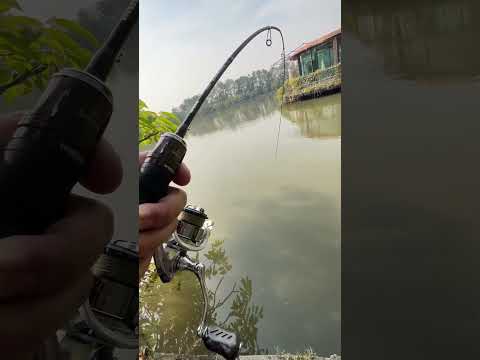 🕷️🕷️เจ้าแมงมุมดำ🕷️🕷️