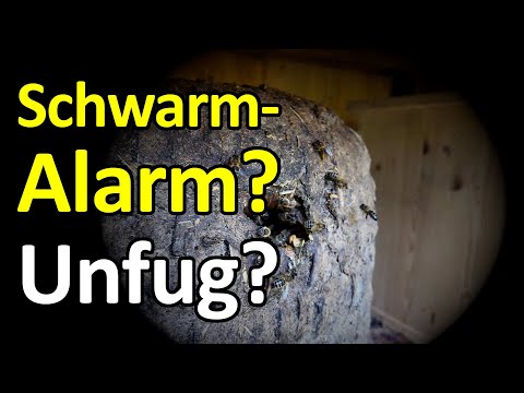 Bee swarm alarm? Or nonsense? This is why bees swarm