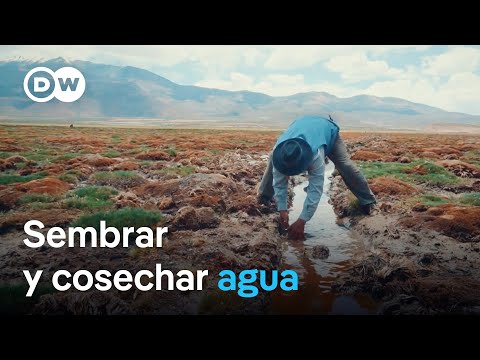 Bofedales en Atacama: saber ancestral para la seguridad hídrica