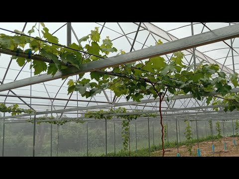 ปลูกองุ่น-ในโรงเรือน-EP.8-(เด็ ปลูกองุ่น-ในโรงเรือน-EP.8-(เด็
