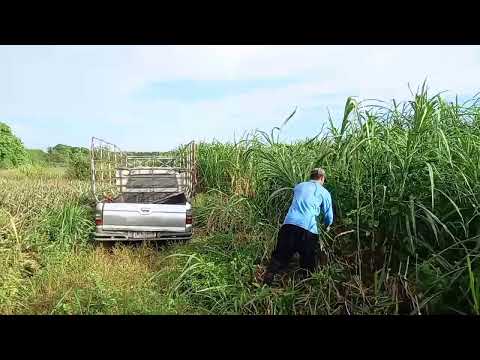 ตัดหญ้าให้ช้างกันจ้า ตัดหญ้าให้ช้างกันจ้า