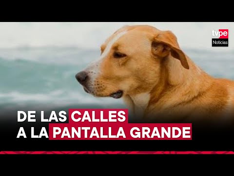 Vaguito: la historia del perrito abandonado que se convirtió en estrella del cine nacional