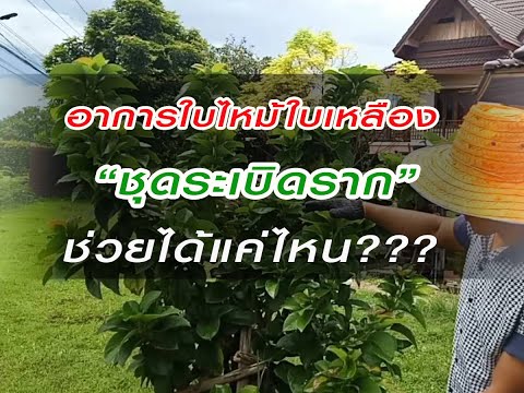 #อาการใบไหม้ใบเหลืองชุดระเบิดร #อาการใบไหม้ใบเหลืองชุดระเบิดร
