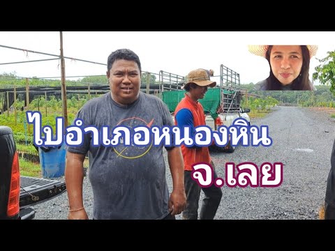 ไปอำเภอหนองหินจ.เลย3904ยางพั