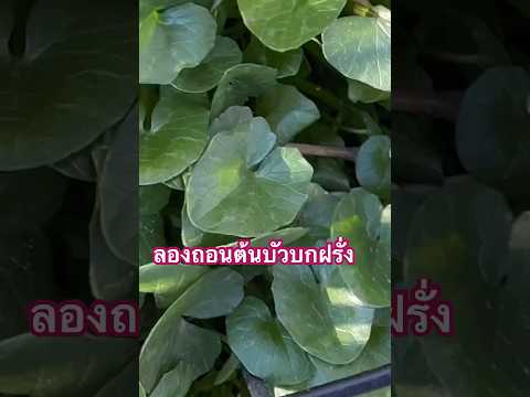 ถอนต้นบัวบกเมืองหนาว