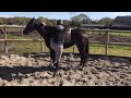 Dressage horse Dressuur merrie van Kjento
