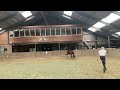 Show jumping horse 4-jarige eerlijke ruin