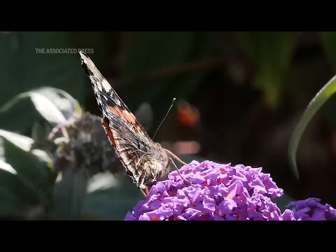 Bees, butterflies and bugs impacted by climate change