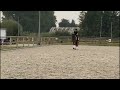Dressuurpaard 11 jarige brave Z2 dressuurmerrie