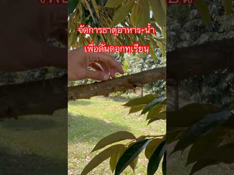 การจัดการธาตุอาหารเพื่อดันดอกท