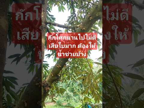 กักโศกนานทำใบเสียหายต้องรู้จ