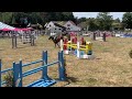 Show jumping horse 6jarige springmerrie te koop