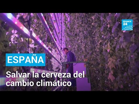 En España se cultiva lúpulo bajo techo para proteger la cerveza del cambio climático