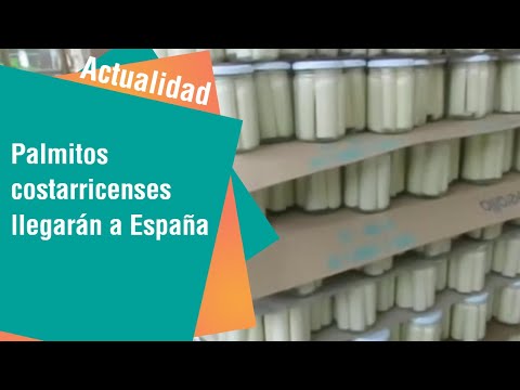 Palmitos costarricenses llegarán a España | Título