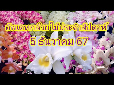 อัพเดทกล้วยไม้ประจำสัปดาห์5ธ