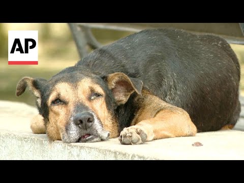 Cubans leave their pets behind as they migrate in record numbers