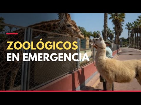 Zoológicos del Perú piden ayuda para salvar animales por pandemia
