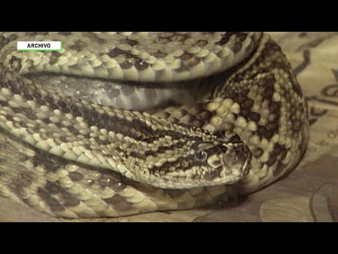 135 mordeduras de serpiente en Antioquia - Teleantioquia Noticias