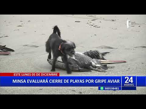Gripe aviar: Minsa decidirá este lunes si se cierran playas por pelícanos muertos en el litoral