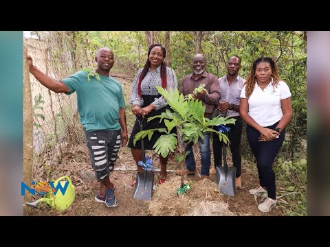 Tobago Breadfruit Initiative