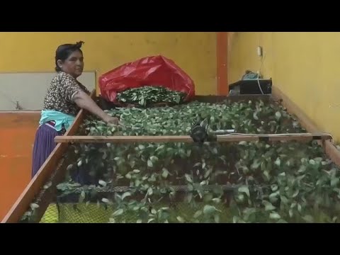 Bolivia launches new international battle to get coca off blacklist