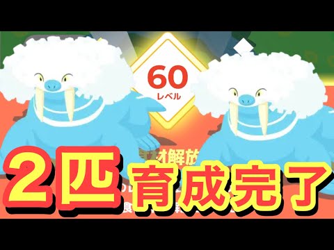 【ポケスリ】Lv.60になったトドゼルガを2匹紹介していく〜【トドゼルガ】