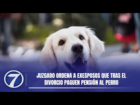 España: Juzgado ordena a exesposos que tras el divorcio paguen pensión al perro