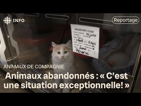 Le nombre d'animaux abandonnés en forte augmentation à Rimouski