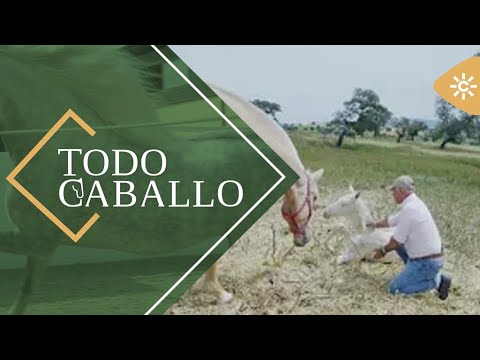 TodoCaballo | Los lazos que une a las yeguas con los potros. La reproducción equina.