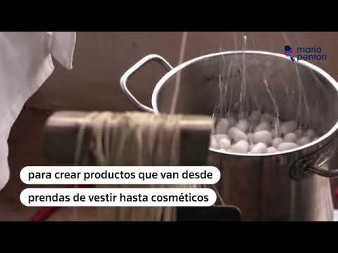 Cubanos ponen gusanos de seda asiáticos a trabajar para artesanos en proyecto experimental